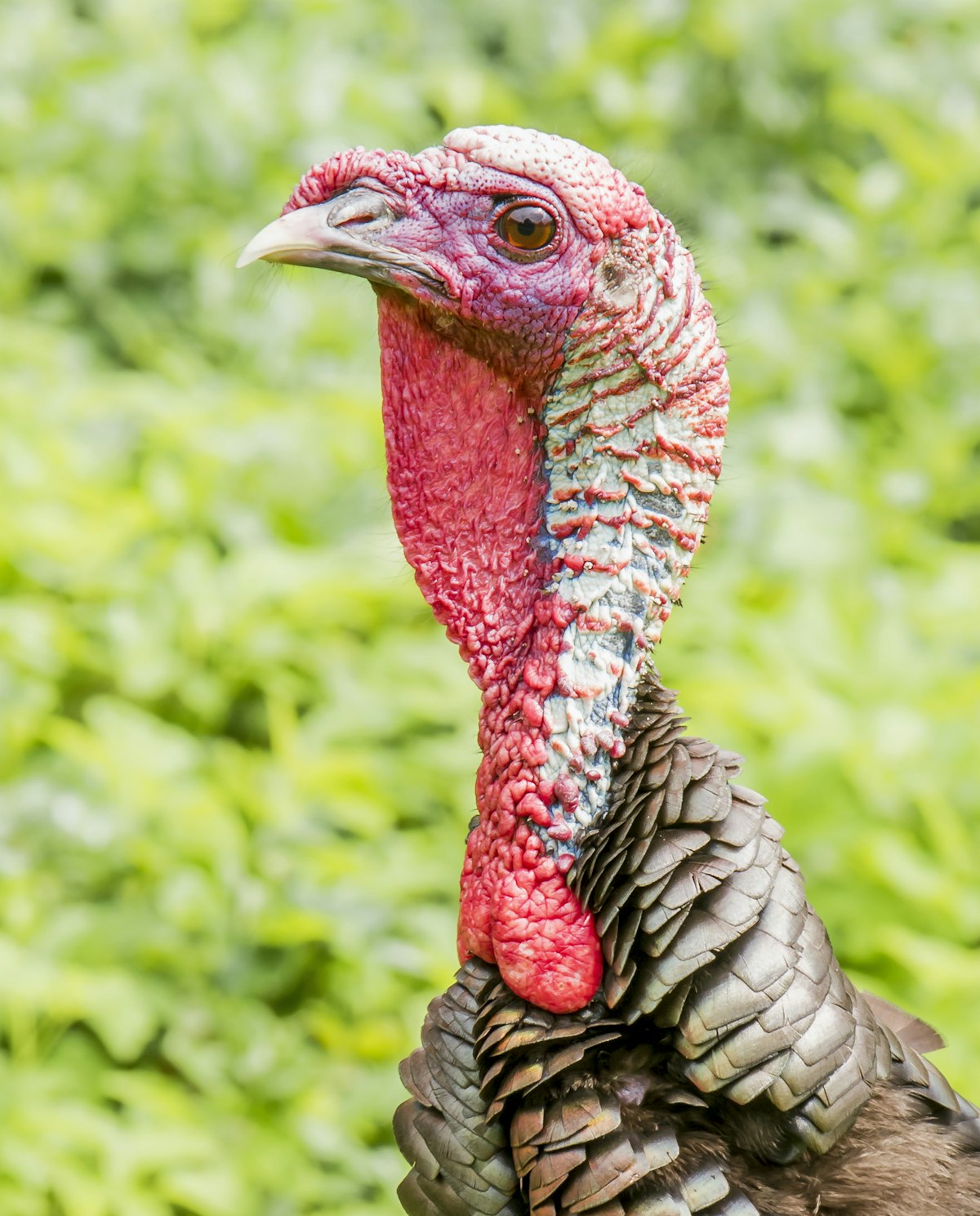 A tom turkey displaying
