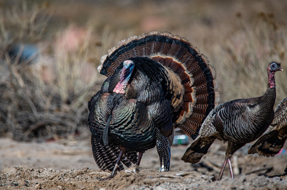 A wild turkey in a field