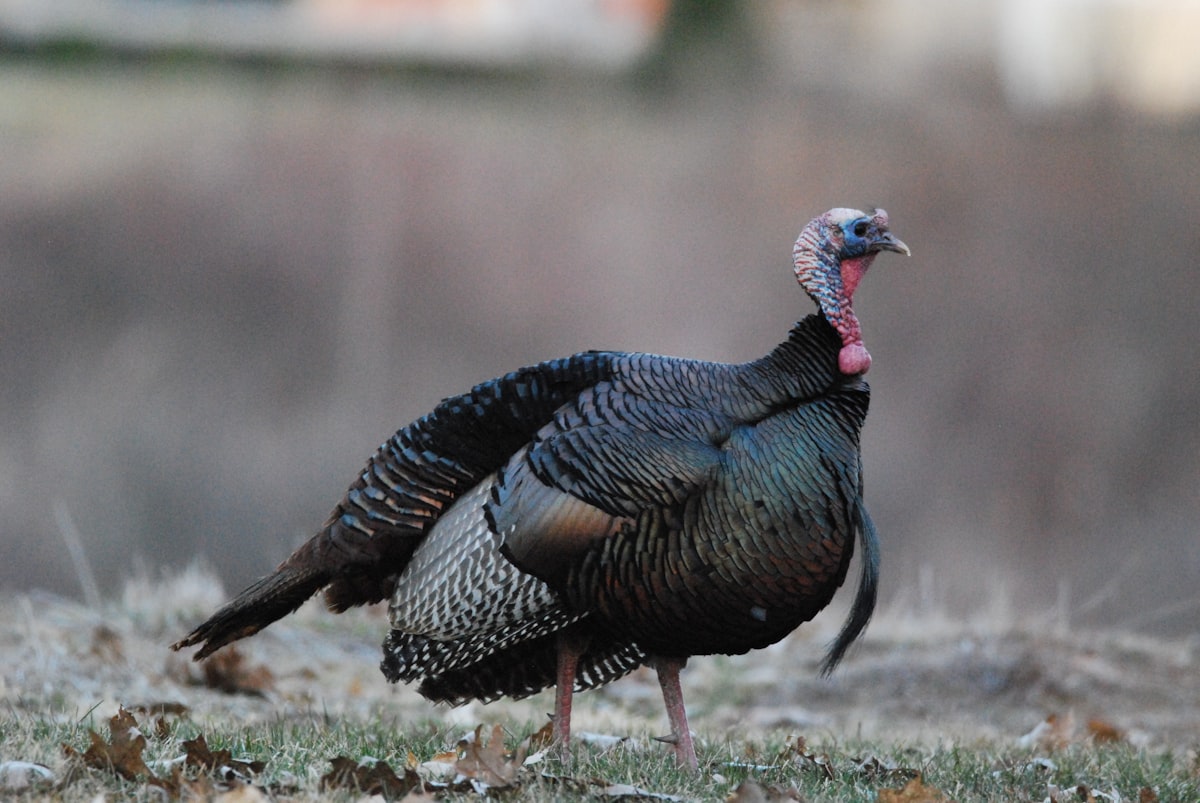 A turkey standing in an open field